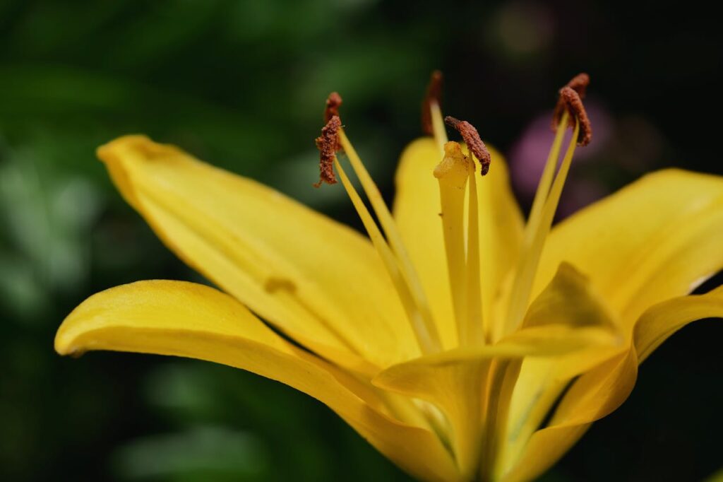 Alles wat je moet weten over de frambozenstruik